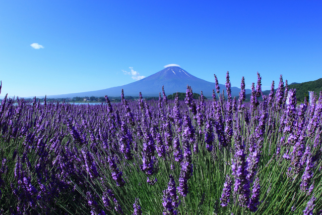 Mt.-Fuji-Lavender