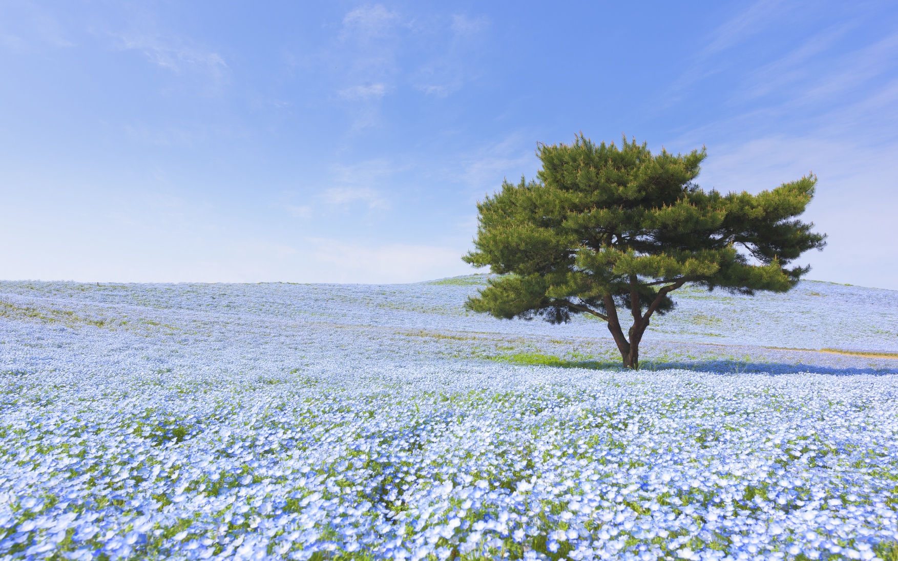Mountain, Tree and Nemophila at Hitachi Seaside Park in spring with blue sky at Ibaraki, Japan